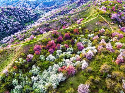 S101公路、賽里木湖、庫爾德寧、吐爾根杏花谷、那拉提草原、獨(dú)山子大峽谷7日游